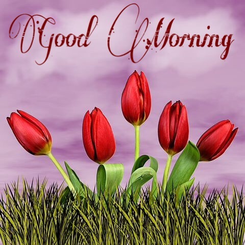 100+ Good Morning Images With Flowers Hd & Morning Rose Flowers