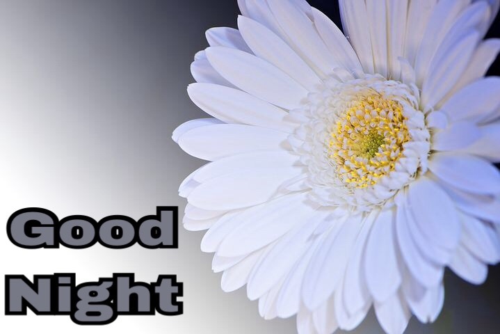 55 Good Night Flowers Wallpapers , Pictures With Roses For Lovers & Frd