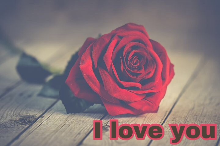 Love rose image 