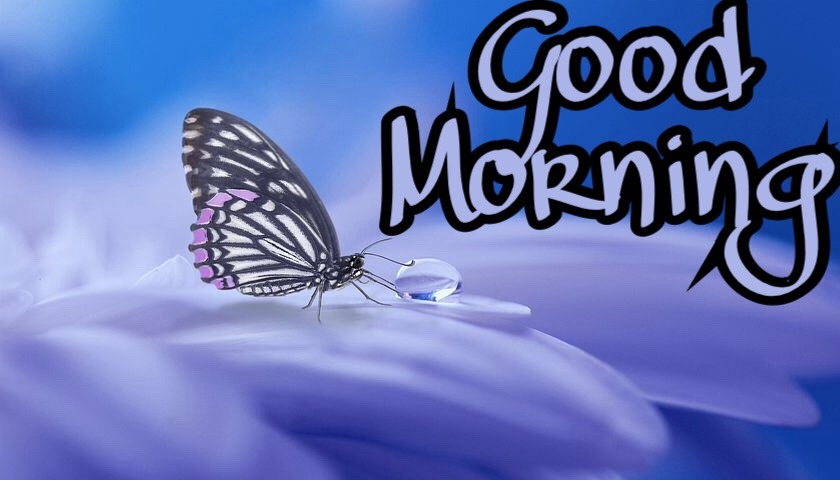 New Good Morning Images Wallpapers Free Download 