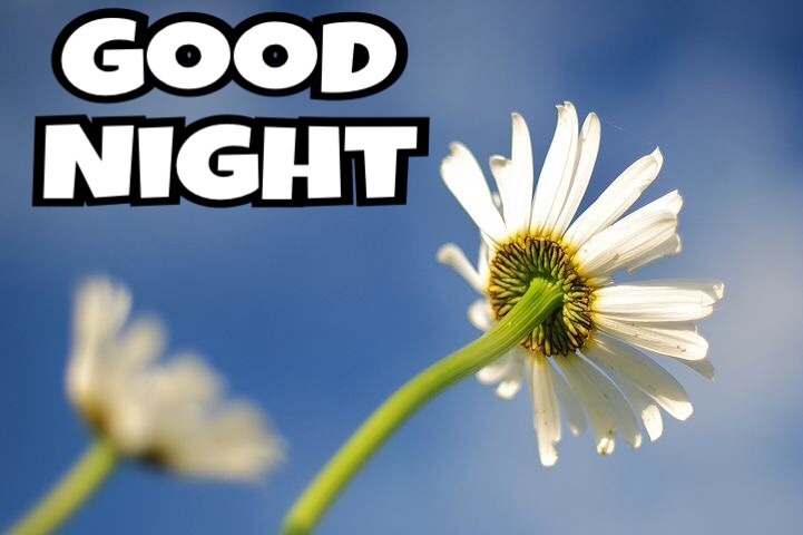 55 Good Night Flowers Wallpapers , Pictures With Roses For Lovers & Frd