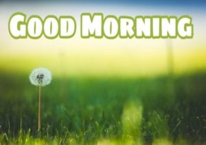 Best Good Morning Images For Whatsapp Free Download