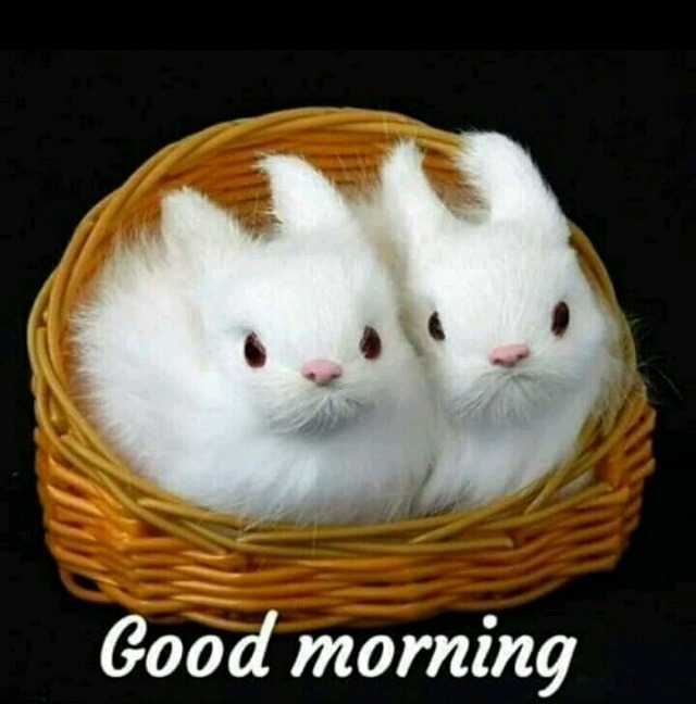 2019 good morning rabbit images download 2019 wallpaper greeting