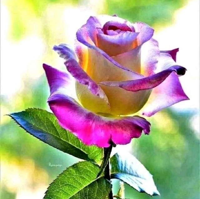Top 35 Whatsapp Dp Rose Flowers Rose Images For Whatsapp Profile Pic